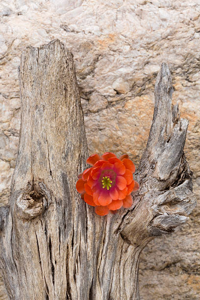 fleur de cactus orange sur tronc mort de saguaro - desert cactus flower hedgehog cactus photos et images de collection