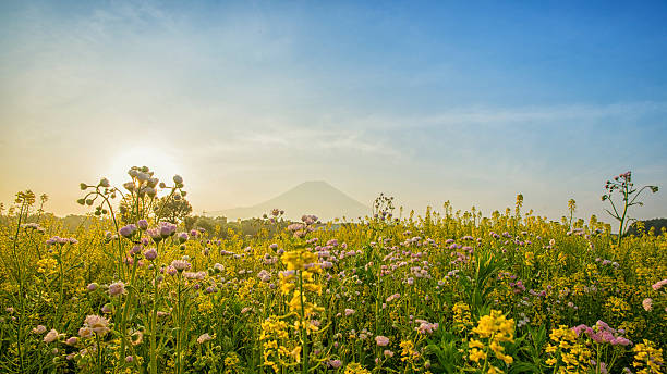 istock Beautiful view of Mount Fuji and field 542686756