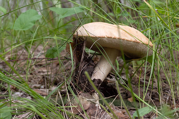 istock good time to harvest brown cap boletus mushrooms 542688152