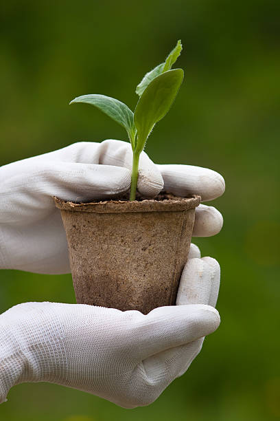 istock hands with seedling of marrow ready to planting 542688174