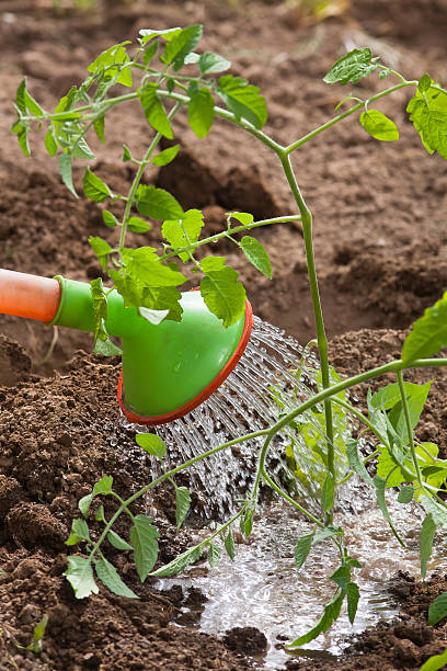 istock watering tomato in the garden 542688214