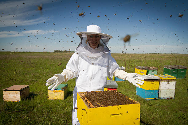 All bees are mine Horizontal photo of a beekeeper in white protection suit standing behind a beehive with arms wide open apiculture photos stock pictures, royalty-free photos & images