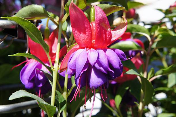istock Bleeding Heart Flower 542690026
