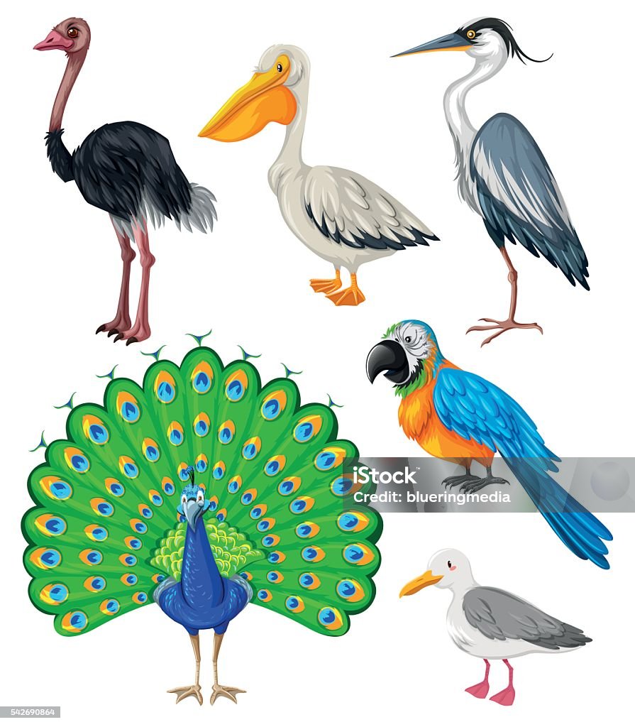 Different Kind Of Wild Birds Stock Illustration - Download Image ...