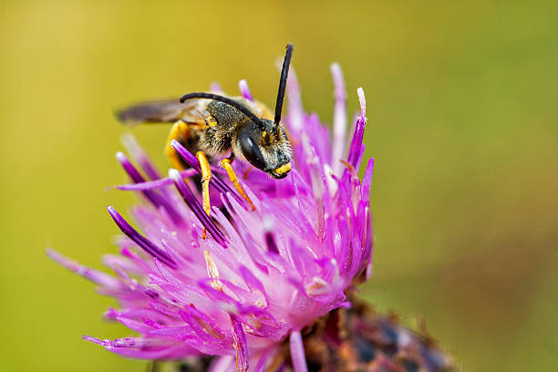 Wild bee stock photo