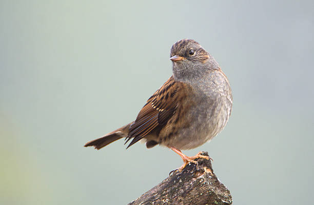 Small songbird Dunnock (Prunella modularis)