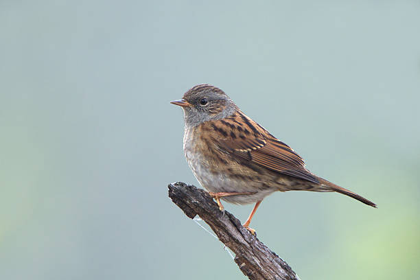 istock Small songbird Dunnock (Prunella modularis) 542692392