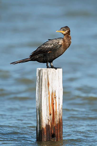 cormorano a doppia cresta (phalacrocorax auritus) sul polo, penisola di bolivar, texas, usa - crested cormorant foto e immagini stock