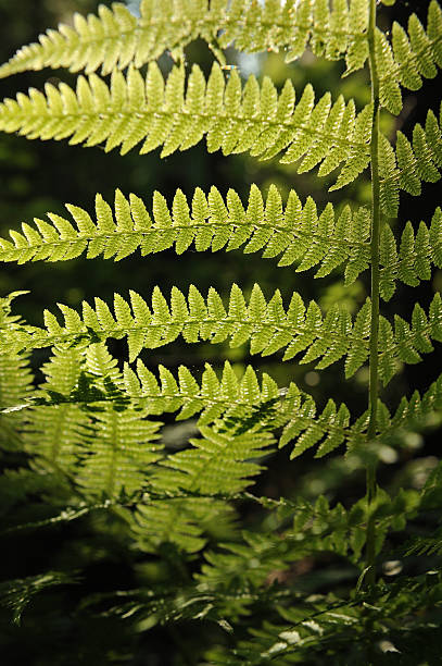 istock Dryopteris filix-mas 542693954