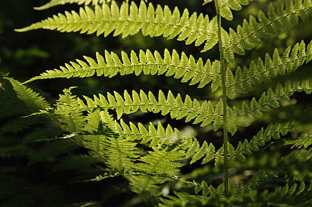 istock Dryopteris filix-mas 542693990