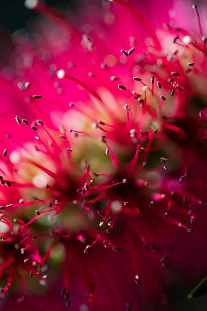 istock Callistemon Bottlebrush Flower 542694020