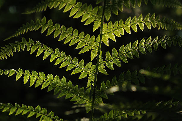 istock Dryopteris filix-mas 542694282