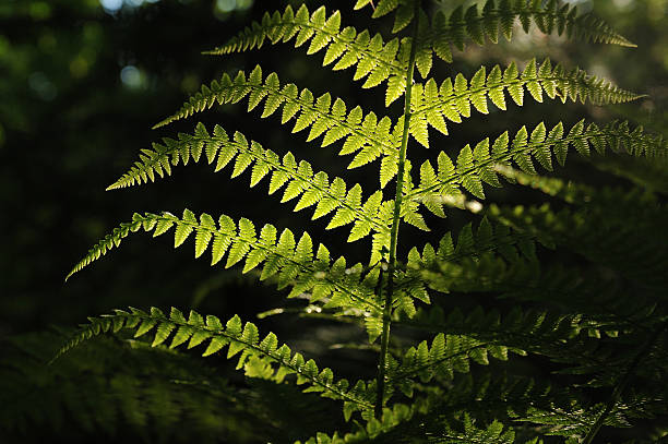 istock Dryopteris filix-mas 542694328