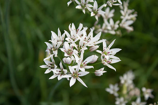 allium blanc (allium ramosum) dans un jardin à goettingen, allemagne - herbal medicine nature ramson garlic photos et images de collection