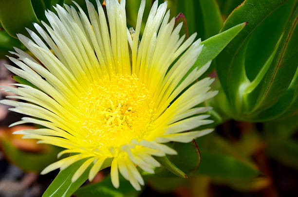 Yellow Lampranthus Spectabilis flower close up. Yellow Lampranthus Spectabilis flower close up. Rayitos de Sol flower growing in Tenerife,Canary Islands,Spain.Selective focus. lampranthus spectabilis stock pictures, royalty-free photos & images