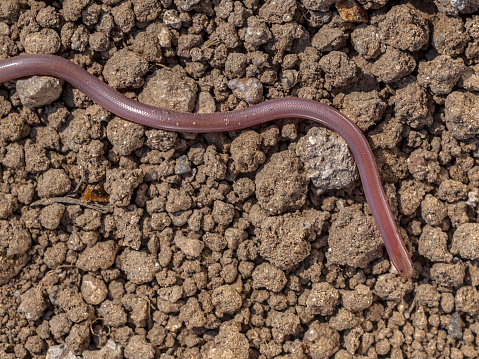 European worm snake