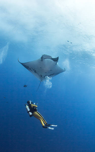 Manta ray stock photo