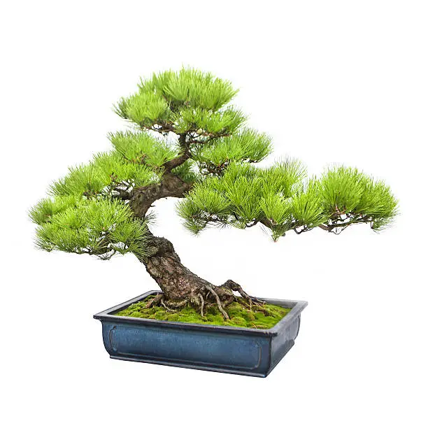 A pine bonsai tree extending from an blue ceramic plot. The trunk of the tree bends to the left and splits into smaller branches with pine leaves sprouting from them. Isolated on white background.