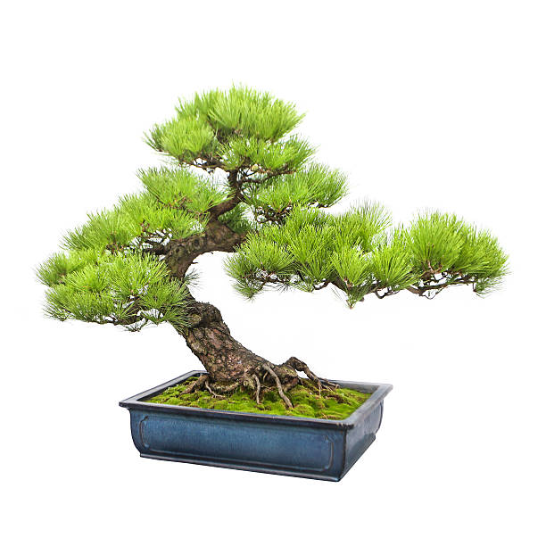 ต้นบอนไซสน - bonsai tree ภาพสต็อก ภาพถ่ายและรูปภาพปลอดค่าลิขสิทธิ์