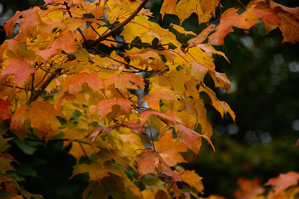 istock Gatineau Hills 542696770