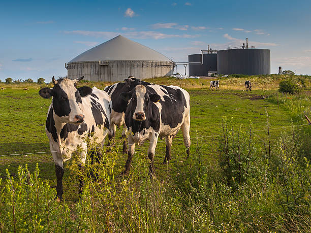 biogasanlage auf einem bauernhof - biomasse erneuerbarkeit fotos stock-fotos und bilder