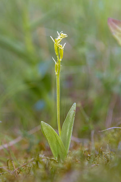 orchidea fen - wieden weerribben foto e immagini stock