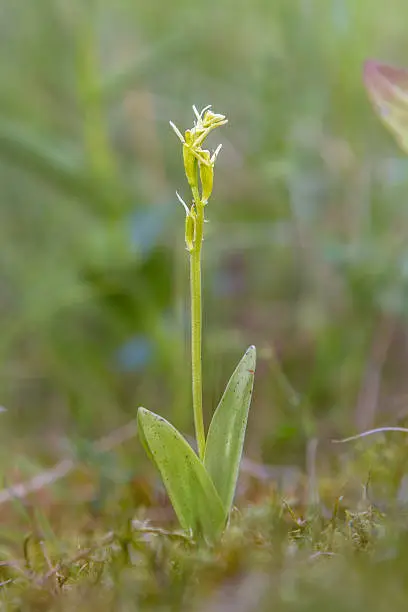Fen orchid (Liparis loeselii) in the natural habitat of a protected nature reserve