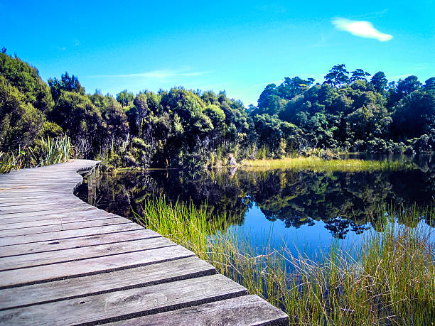 istock Footpath next to Lake Wilkie in the Catlins, Rainforest 542697948