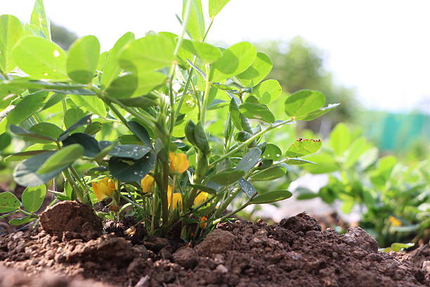 peanuts, flowers, blooming, - arachis hypogaea fotos imagens e fotografias de stock