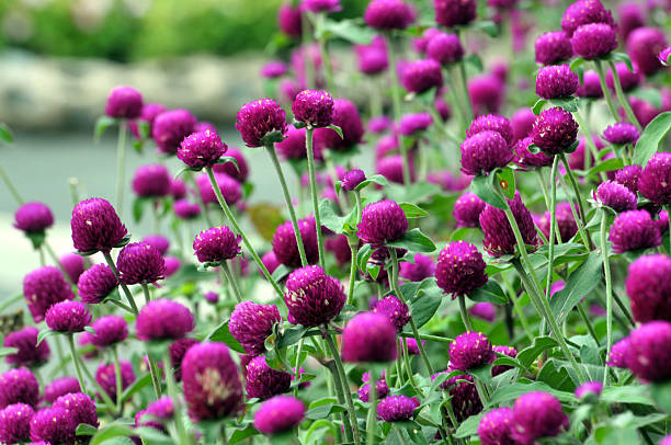 istock Beauty in nature 542700124
