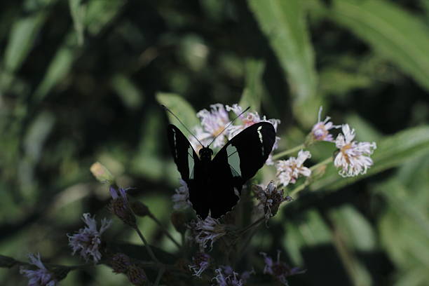 istock Butterfly and Flowers 542700434