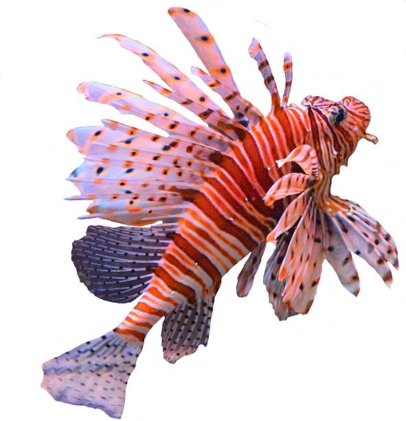 istock large tropical fish volitans lionfish isolated white background 542700542