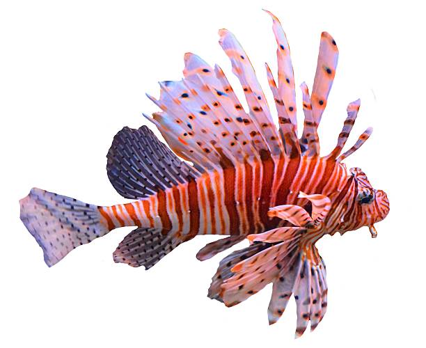 istock large tropical fish volitans lionfish isolated white background 542700544