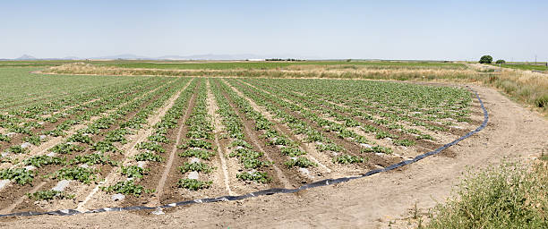 campo de sandía joven, extremadura, españa - plowed field field fruit vegetable fotografías e imágenes de stock