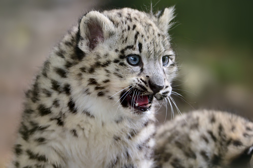 close-up of a young snow leopard