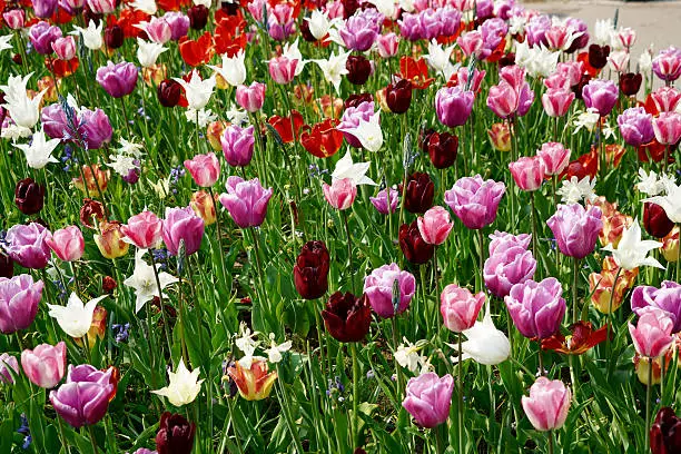 closeup of a red, rose, white and orang tulips