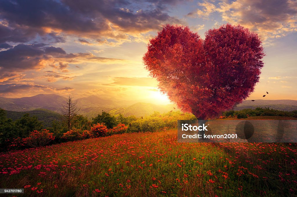 Red heart shaped tree A red heart shaped tree at sunset. Heart Shape Stock Photo
