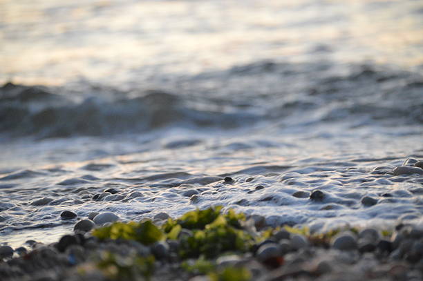 Tide coming into shore, rock and seaweed filled, during sunset at Jamesport Iron Pier beach, Long Island, New York. Focus point on rocks about to be covered by the water coming in. Calm, beautiful beach setting. 