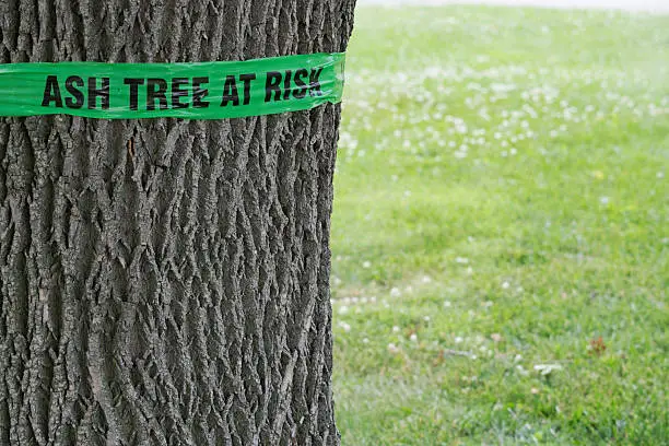 Sign wrapped around an ash tree warning of potential emerald ash borer damage