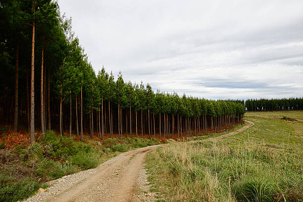 Landscape of pine tree plantation, road and cloudy sky stock photo