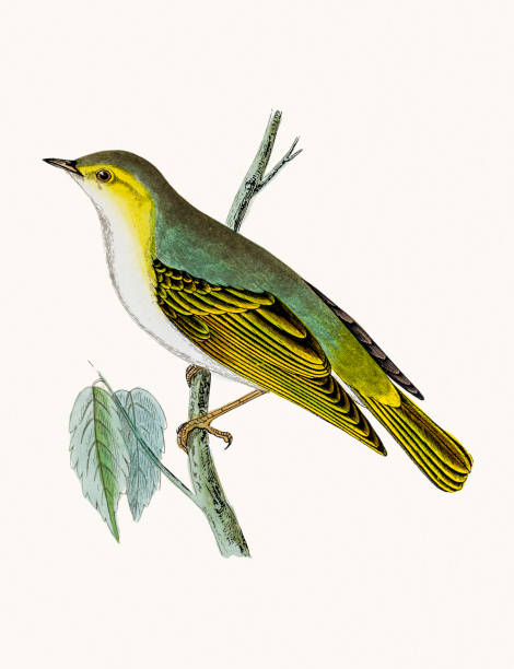 Wood warbler bird A photograph of an original hand-colored engraving from The History of British Birds by Morris published in 1853-1891. wood warbler phylloscopus sibilatrix stock illustrations