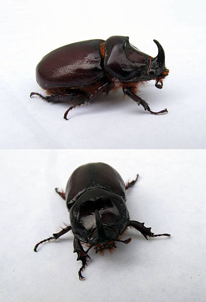 Rhinoceros beetle stock photo