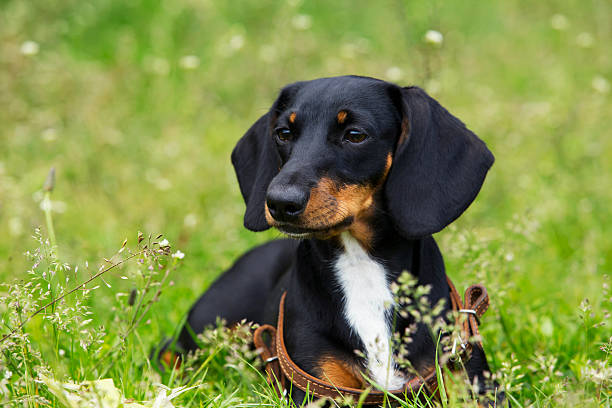 istock dog breed dachshund 542704722