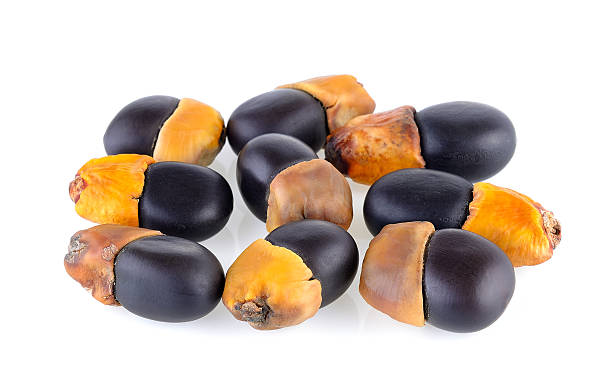 istock Ormosia (Makha) Seeds on white background 542705142
