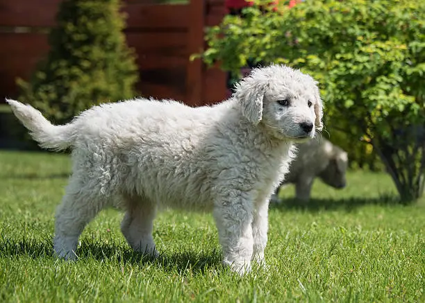 Very young Hungarian kuvasz puppy