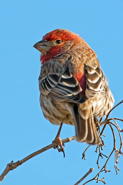 istock Male House Finch 542705610