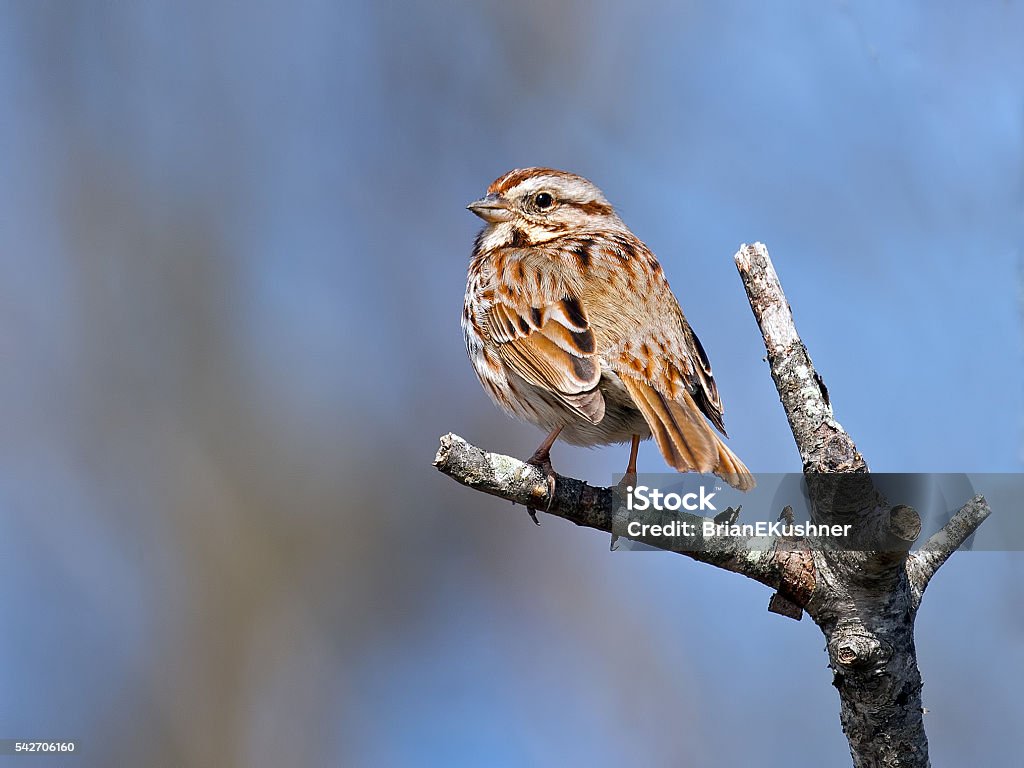 Song Sparrow Song Sparrow Stock Photo