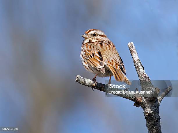 Song Sparrow Stock Photo - Download Image Now - Song Sparrow, Songbird, Animal Wildlife