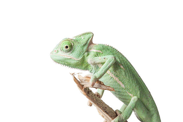 istock Greenish chameleon on branch isolated on white background 542707010