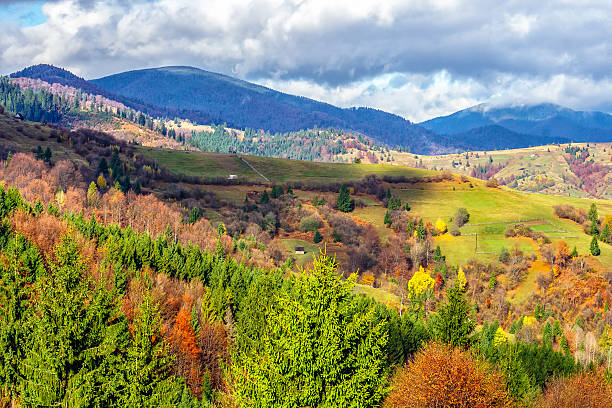 istock pine trees on hillside in autumn mountains 542709144